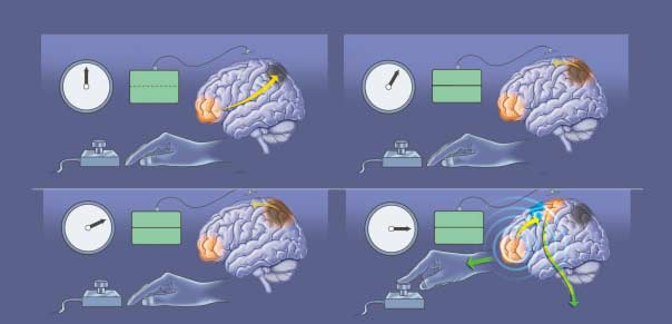 Quand les neurosciences réhabilitent le libre arbitre